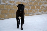 Baron 4