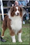 Colorado - CAC, CACIB, BOB